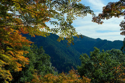 Trees and plants in forest during autumn