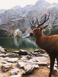 View of deer on rock by lake