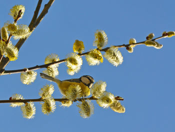 Low angle view of flowers against clear blue sky