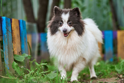 Dog standing on field