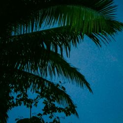 Low angle view of palm tree against blue sky