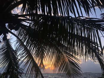 Low angle view of palm trees at beach