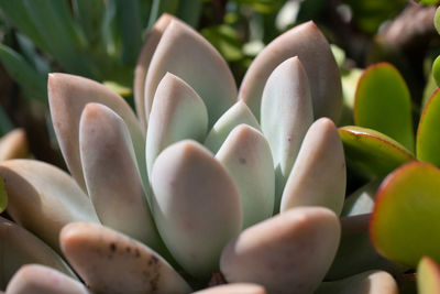 Full frame shot of succulent plant