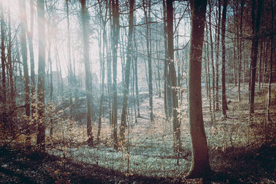 Trees in forest