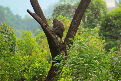 Monkey on a tree