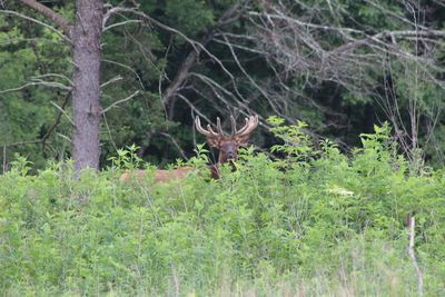 Deer in a forest