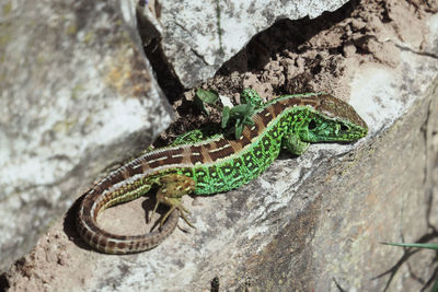 High angle view of lizard on rock