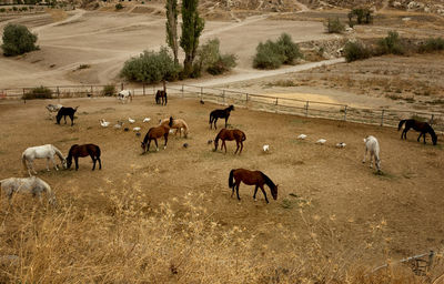 Horses grazing on field