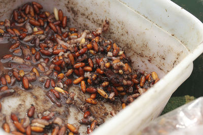 Worms in plastic container