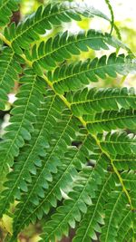 Close-up of green leaves