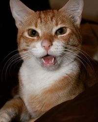 Close-up portrait of cat