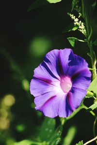 Close-up of purple flowering plant