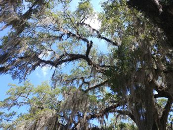 Low angle view of trees against sky