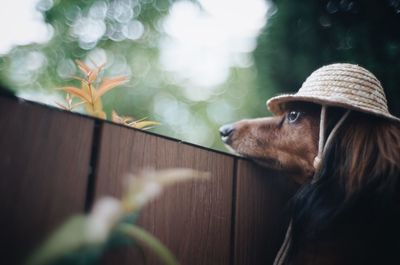 Close-up of dog with hat looking away