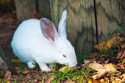 Close-up of white rabbit on field