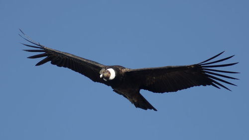 Low angle view of eagle flying in sky