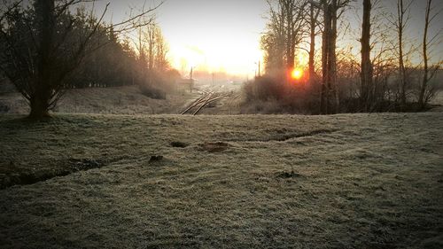 Sun shining through trees