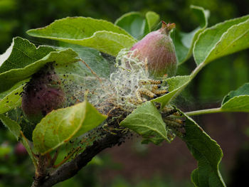 Close-up of fruit growing on tree