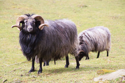 Sheep standing in a field