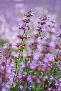 Close-up of pink flowering plants