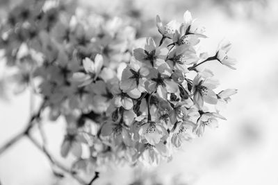 Close-up of cherry blossom