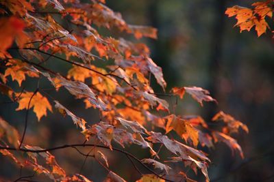 Close-up of maple leaves against blurred background