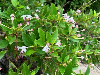 Close-up of white flowering plant
