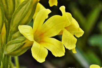 Close-up of yellow flower