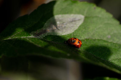A red lady bug pupa on a green apple tree leaf close to emerging