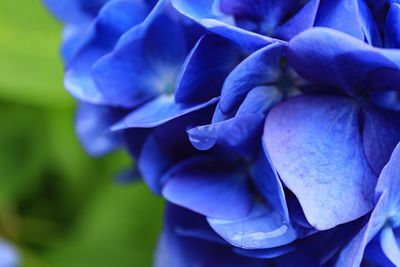 Close-up of purple rose flower