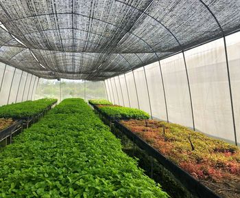 Plants growing in greenhouse