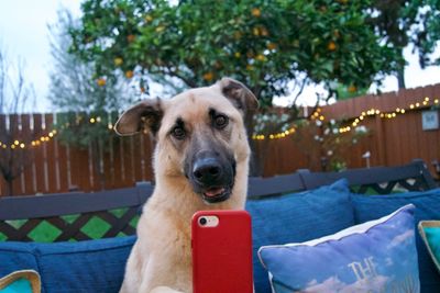 Portrait of dog relaxing in yard