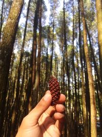 Close-up of human hand in forest