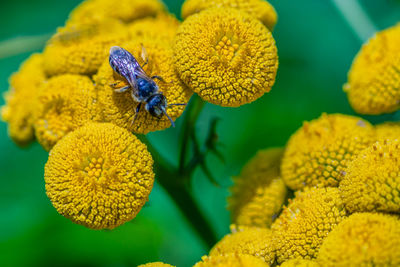 Close-up of insect on yellow flower