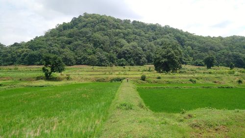Scenic view of trees on field against sky