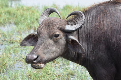 Close-up of a horse on field