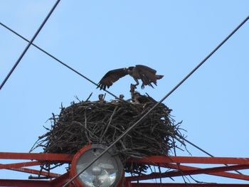 Low angle view of bird nest against clear blue sky