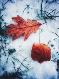 Close-up of dry maple leaves during winter