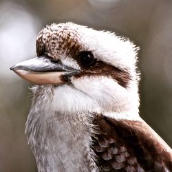 Close-up of bird