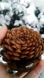 Close-up of cropped hand holding ice cream