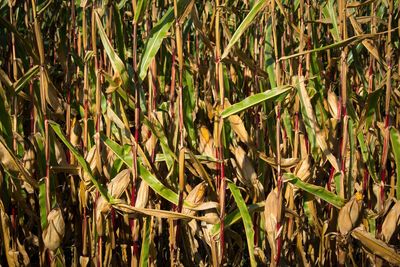 Close-up of plants growing in farm