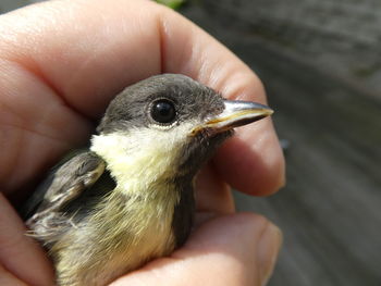 Close-up of hand holding bird