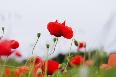 Close-up of red poppy flowers growing on field