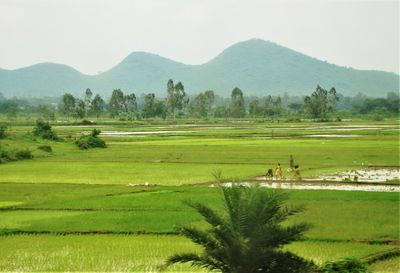 Scenic view of agricultural field against sky