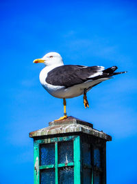 Seagull perching on wooden post against clear blue sky