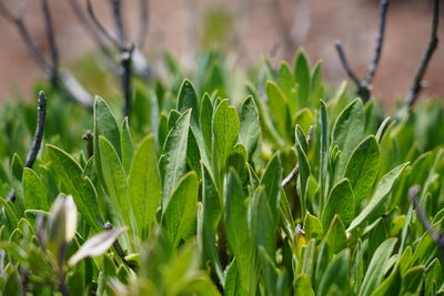 Close-up of crops growing on field