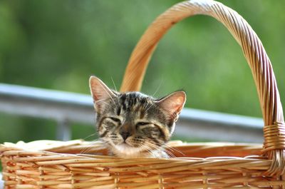 Close-up of a cat in basket