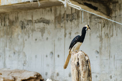 Close-up of bird perching on wooden wall