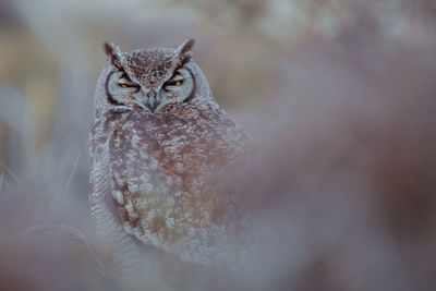 Close-up of owl in forest