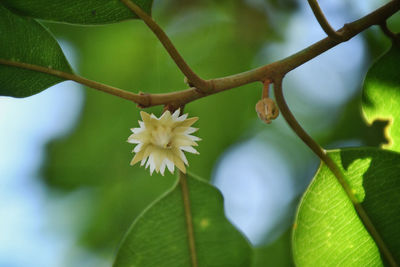 Close-up of white flowering plant